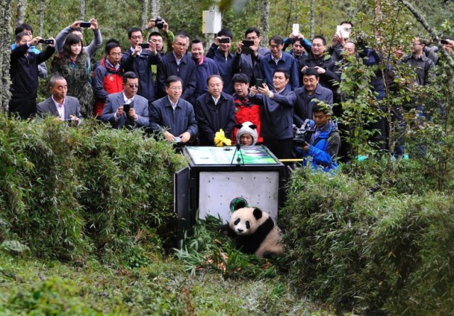 China Released Panda to the Wild